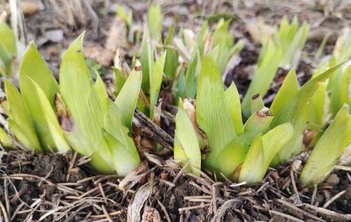 При появлении ростков лилиям - обязательно: 1 ложка в воду - и соцветия поразят красотой, крупные, яркие, стойкие 