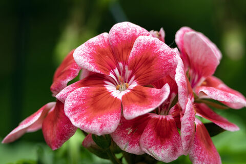 Герани до конца февраля - прежде всего: 1 ложка в воду - и растение выстреливает цветочными шапками 24/7, бутоны не сосчитать
