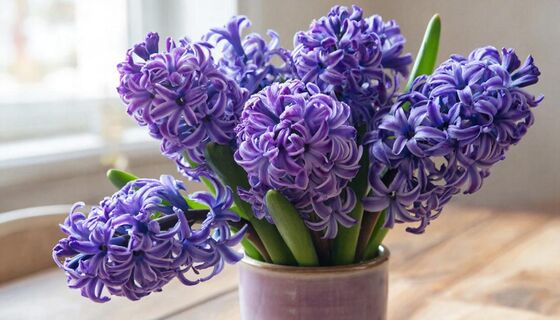 Подаренный гиацинт зацветёт снова: всего несколько шагов — и он опять порадует яркими красками