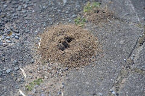 С муравьями нужно начинать бороться весной: агроном рассказал, как прогнать колонию за считаные дни – исчезнет даже "царица" 