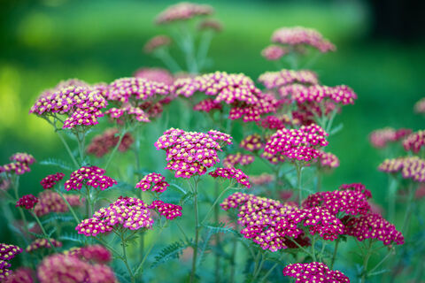 Можно сеять даже в пустыне: 4 растения, которые созданы для бедной почвы - полива и подкормок не требуют