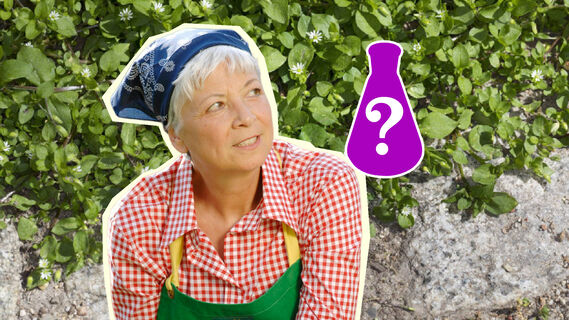 Мокрица на участке сигнализирует вот о чем