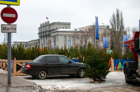 Теперь официально: с 20 декабря в Петербурге стартуют елочные базары — адреса здесь
