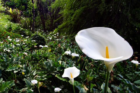 Не клумба, а букет невесты: 5 секретов выращивания каллы на участке – роскошное цветение до осени