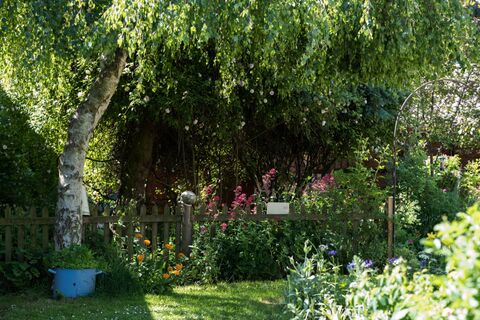 "Черный список" деревьев Мичурина: ученый запрещал сажать эти растения на участке — останетесь без урожая и без дома