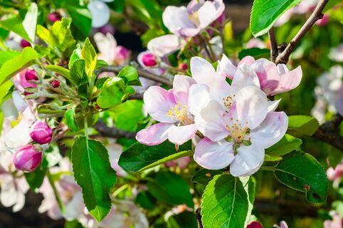 Во время цветения яблоне - важнее воздуха: кормлю плодовое дерево этим - урожай позже собираю грузовиками