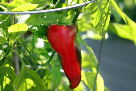 Не перец, а награда дачника: валит плодами без продыху и в жару, и в холода – урожай собираем по 5 кг с 1 куста 