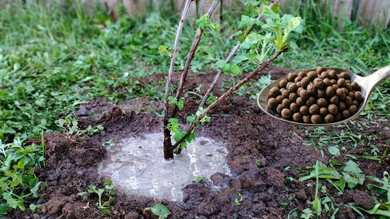 Во время набухания почек смородине – обязательно: 3 ложки под куст – и гигантские ягоды не умещаются в ладони