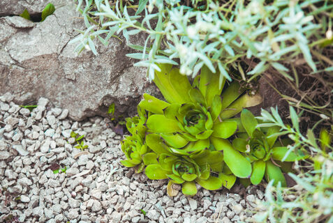 Городовой ру