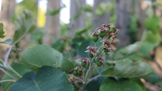 Вишня и малина стареют - ирга кормит 60 лет: 5 причин посадить этот куст на участке