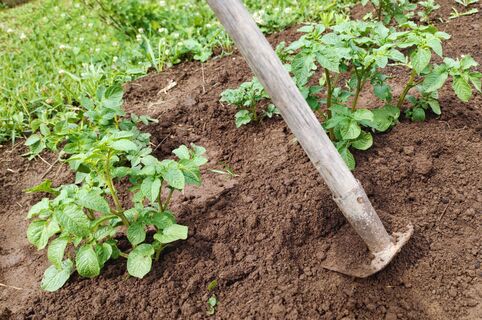 При окучивании картофеля – нельзя: 5 ошибок снизят урожай в 2 раза, вся мощь уйдет в ботву 