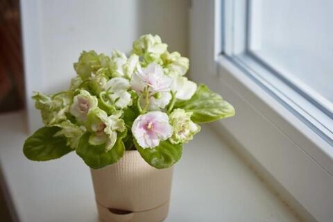 "Живая" вода для фиалки: стакан под куст – и даже хилая сенполия станет королевой