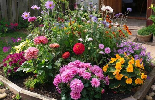 Бабуля дала горсть семян: Эти 3 цветка выросли даже у начинающего садовода - ухода не требуют