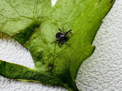 Петербуржцев кусают клещи: сезон начался на месяц раньше