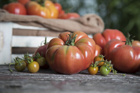 Не томат, а хит сезона: вяжет плоды как заведенный даже в холодное лето – урожай собираем ваннами, каждый помидор по 600 г