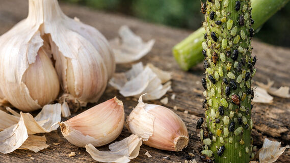 Тля, чеснок