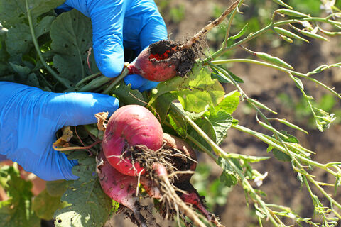 Городовой ру