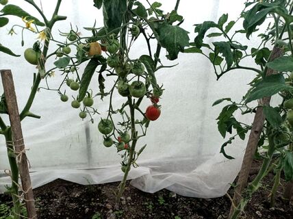 Этот сорняк дачники безжалостно рвут с корнем, а он защищает от фитофторы: надежная "охрана" для томатов