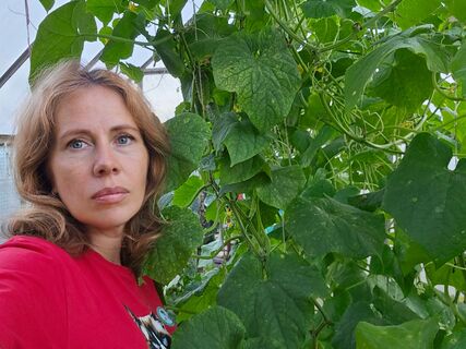 Нашла сорт из СССР — дико урожайный: собираю по 9 кг огурцов с кв. м – «вяжет» зеленцы и в тени, и в холоде