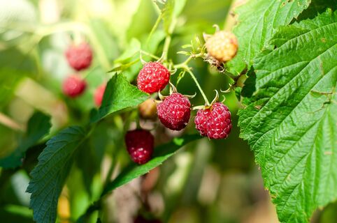 Даю малине "вкусняшку" в апреле: Сладкие ягоды загребаю в сезон тазами - банок для варенья не хватает