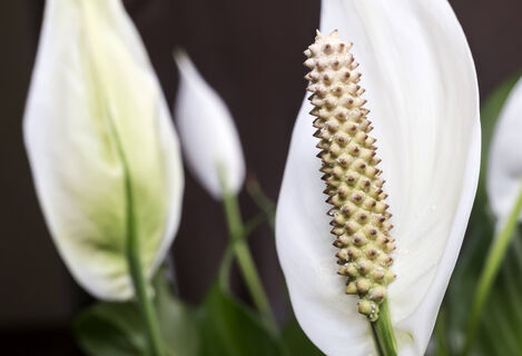 Всего одна процедура - и спатифиллум не остановить: выдает белые "паруса" пачками, заполонит цветами весь подоконник