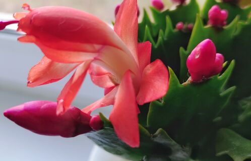 1 таблетка в воду - и декабрист утонет в бутонах, цветы на каждом сегменте - проснется за 1 полив