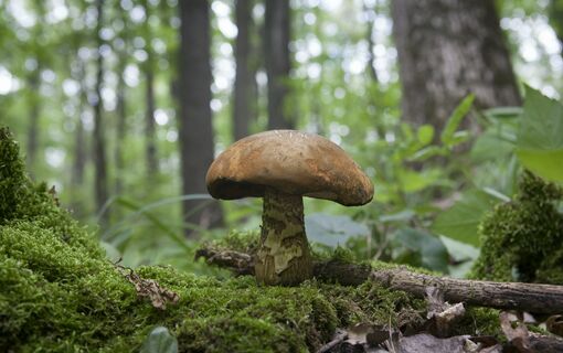 Алые «хрящики» и съедобные «мозги»: охотимся за весенними грибами на полянках Ленобласти