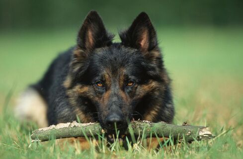 Учат команды мгновенно и понимают речь: 5 самых умных пород собак — интеллект как у ребенка