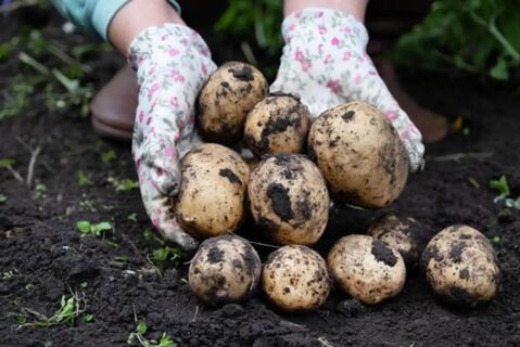 Городовой ру