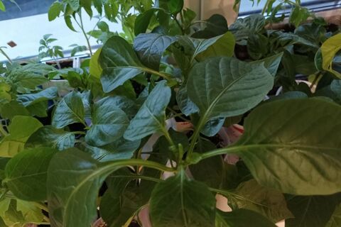 Дачники, вы зря обходите его стороной: субстрат, который не подводит — рассада прет на глазах