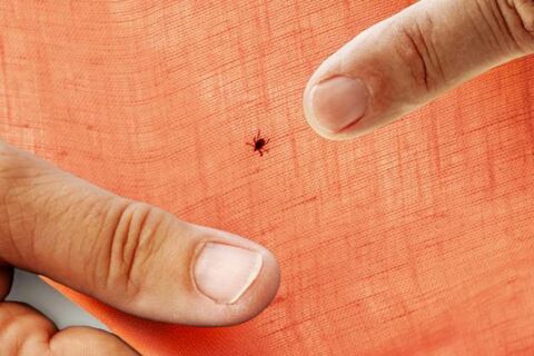 Видим одно слово на упаковке - берем смело: как выбрать спрей от клещей, чтобы точно защищал