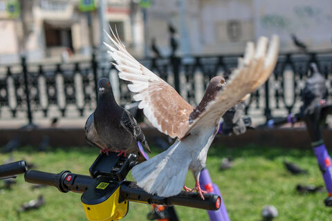 голуби