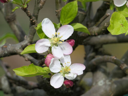 Что делать, если на яблоне лопнула кора - частая проблема дачников: важно успеть спасти дерево