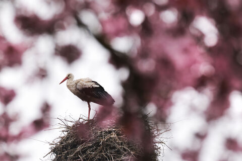 Народные приметы на 13 апреля – что можно и нельзя делать в Ипатьев день