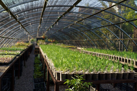 Городовой ру