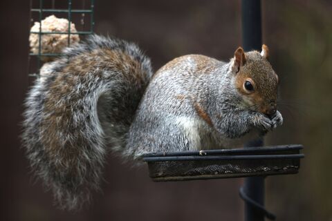 Не только в Петергофе: где покормить белок в Санкт-Петербурге зимой