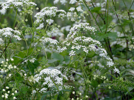 Городовой ру