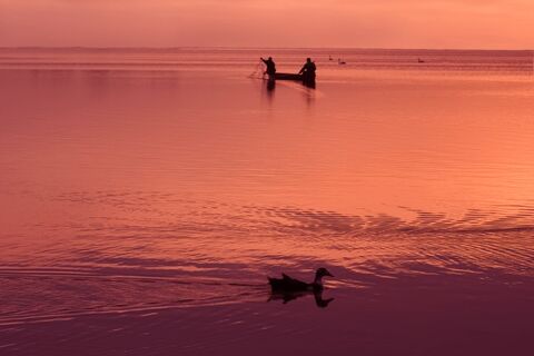 Не только Чижик-пыжик и голуби: какие необычные птицы проживают на территории Ленинградской области