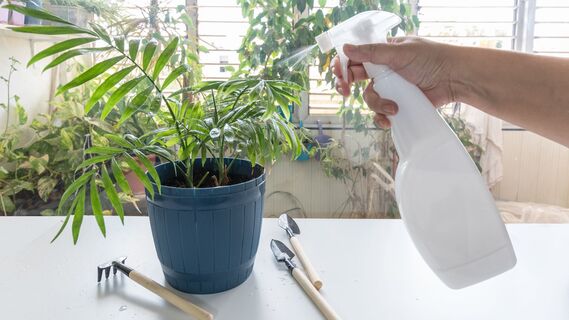 Как удобрить комнатные цветы аптечным средством