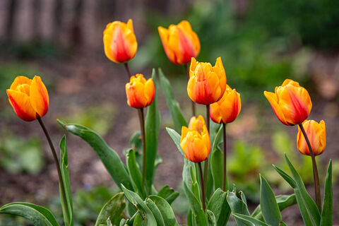 Тюльпанам в апреле - важнее всего: 1 ложка порошка в почву - и клумба превратится в ковер из цветов