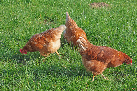 Курам после зимы - строго необходимо: 3 добавки в корм - и несушки дают до 320 яиц в год