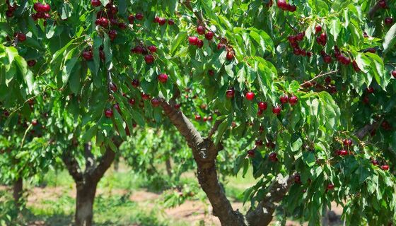 Эти сорта вишни дают урожай вёдрами: выбор опытных садоводов — собирать не успеваю