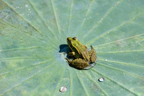 Массовая миграция: как петербуржцы спасут лягушек от машин