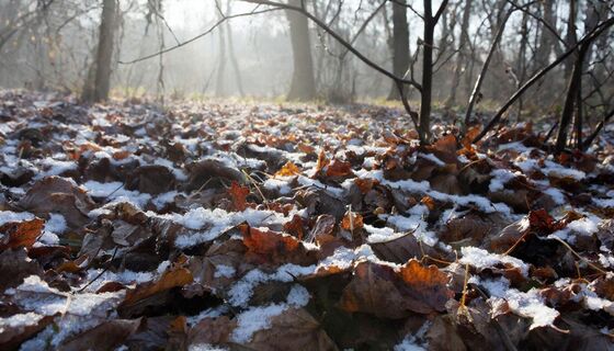 После схода снега бегу в лес – собираю "черное золото" для огорода: делаем отменный перегной из 1 ингредиента