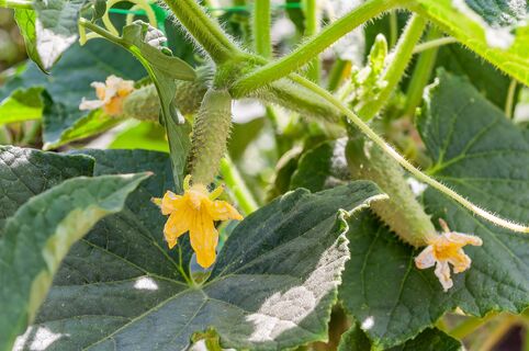 Огурцы будут под защитным куполом: замачиваем семена перед посевом в целебном настое - больше никаких грибков и вирусов