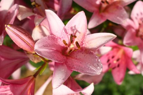 Втыкаю 4 стрелки в лунку к лилиям – и забываю на все лето: по 15 бутонов на одном стебле – красотища, аж в глазах рябит