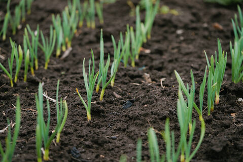 Сразу после всходов чесноку – первым делом: 2 ложки на 10 л. воды – и головки вырастут размером с кулак, сочными и ядреными 