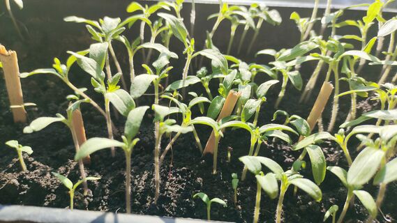 Рассаде томатов на Растущую Луну - важнее фитолампы: 1 ложка в воду - и стебли станут толще палки