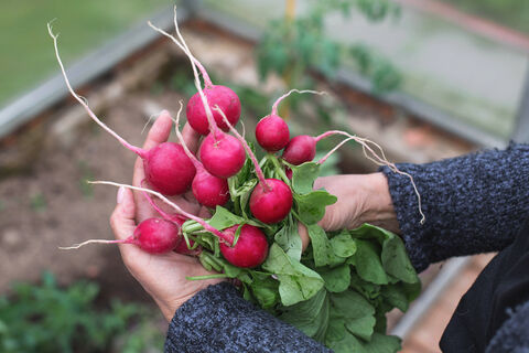 Чтобы редис в теплице не ушел в ботву – обязательно: 5 правил посадки – корнеплоды крупные, сочные и крепкие