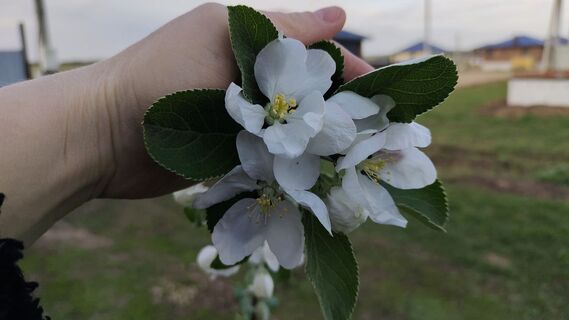 500 гр. на 10 л воды – и о гнилых яблоках напрочь забудете: чем опрыскать яблони ранней весной